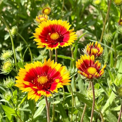 semillas de manta, gaillardia, para bancales elevados resistentes al aire libre cubierta perenne resistente silvestres 800pcs
