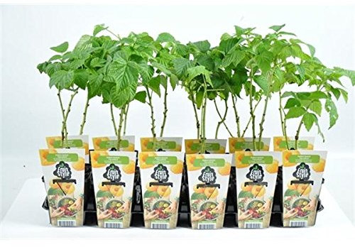 Rubus idaeus 'Fallgold' – Gelbe Herbsthimbeere, ca. 30 cm | Süß & Aromatisch | Winterhart, Ertragreich & Pflegeleicht | Ideal für Garten & Balkon