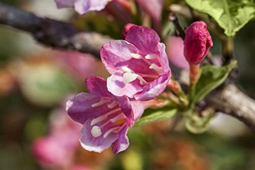 Weigelie Weigela Styriaca 40-60 cm Heckenpflanze winterhart | Rosa Blüten, sonnig bis halbschattig, schnittverträglich, insektenfreundlich, ideal für Hecke und Beetgestaltung