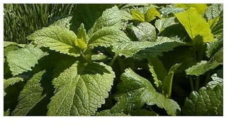 Pcs - 30x Lemon Balm Citrina EKO Melissa Officinalis Garden Plants Seeds KS212 - Seeds & Plants Shop by Ipsa