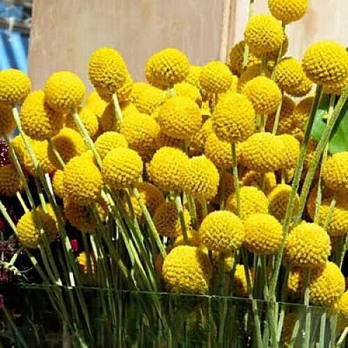 Drumstick Yellow - Billy Button - 300 Seeds + Plant tag + Freebie- Craspedia globosa - Annual Flower
