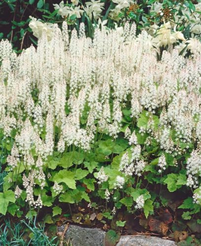 Tiarella cordifolia 'Moorgrün' 9x9 cm Topf – Winterhart, Mehrjährig, Pflegeleicht – Schaumblüte – Bodendecker für Schattenbeet & Unterpflanzung