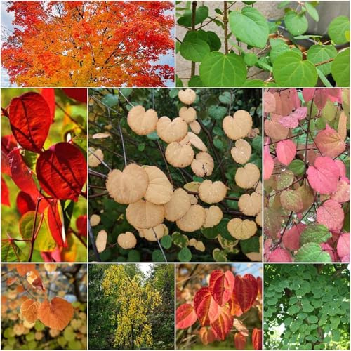 semillas jengibre semillas exterior perennes bonsái jardín balcón - Serie Raras - tallo resistente interior jardín resistentes al aire 30pcs