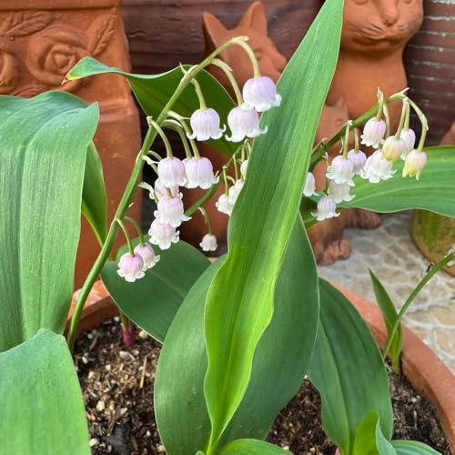Bulbi di mughetto, perenni resistenti - giardino esotiche esterno 6pcs