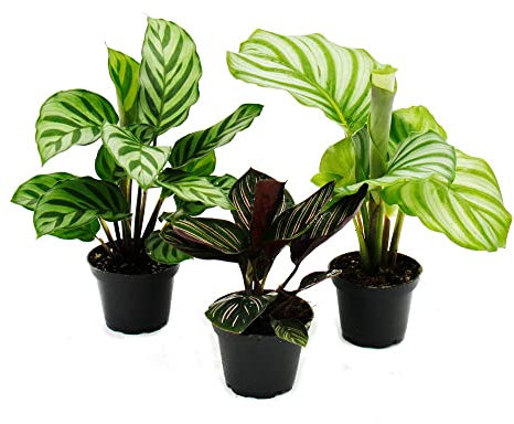 Exotenherz Schattenpflanzen 3er Set - mit ausgefallenem Blattmuster - Calathea - 7cm Topf - ca. 20cm hoch