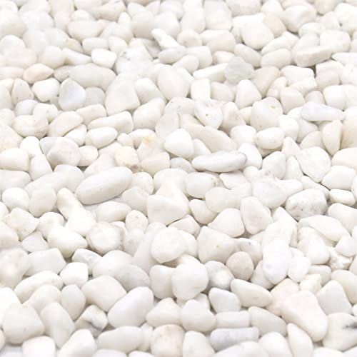 Premium Pebbles Rocas blancas para plantas. Guijarros pulidos decorativos blancos de 3/8 pulgadas - 10 libras para plantas, jardín, paisajismo, suculentas, macetas, plantas (XSM (0.375 pulgadas),