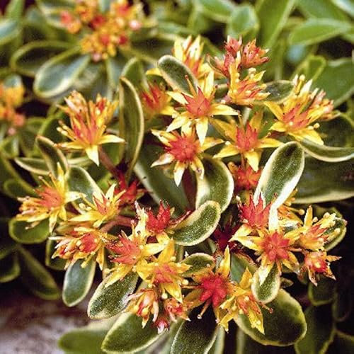 12 unità Sedum Kamtschaticum 'Variegatum' - Spina della Kamchatka Vaso 9x9cm ±1 m² - Sedum con Fiori Gialli e Fogliame Variegato
