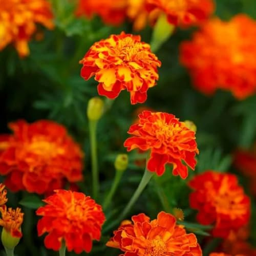 semillas de caléndula decorativas resistentes para balcón de caléndula orgánicas para el jardín en resistentes Decoración 300pcs