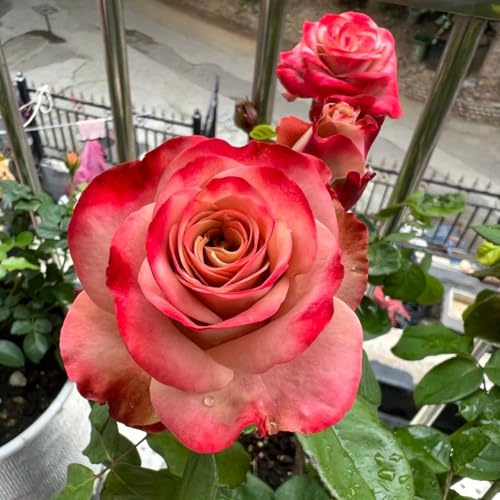 Rosa miniatura: floración abundante y ahorra espacio/Apta para interiores y exteriores-4 PCS-F