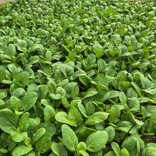 Semillas de pak choi - antiguas variedades de col mostaza china balcón decoración exterior balcón con parterre elevado jardín 150pcs