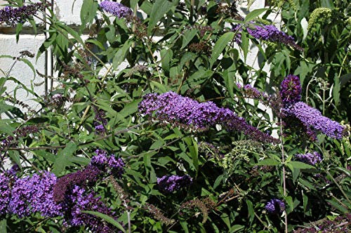 Buddleja davidii 'Ile de France' 60–100 cm – Winterhart, Mehrjährig, Pflegeleicht – Sommerflieder – Zierstrauch für Garten & Terrasse