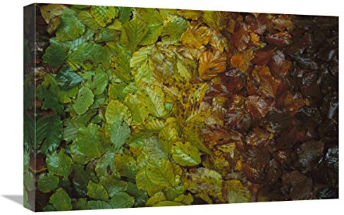 16 x 24 in. European Beech Leaves Showing Gradual Change of Colors in Fall, Jasmund National Park, Ruegen, Germany Art Print - Christian Ziegler