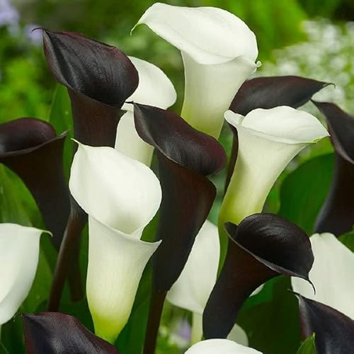 Votaniki Black & White Calla Lily Mix Bulbs - Long Lasting Blooms, Perennial Calla Lily Flower Bulbs | Perfect for Cut Flowers and Garden Beds - Easy to Grow and Low Maintenance (2 Pack)