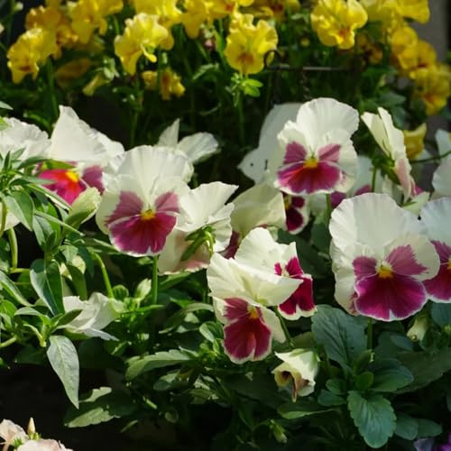 semi di viola del pensiero biologici - giardino resistenti balcone di decorativa da aiuola rialzata 1000pcs