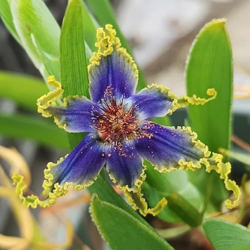 iris, decorazione da giardino in miniatura resistenti in vaso da balcone primaverili rari autunnali, resistenti,te bulbi di precoci, 8bulbi