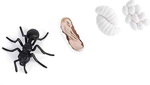 BTOSEP insektslivscykel-figurer, släta kanter, myggmys-tillväxtmodeller för bildning (M4183 myra (50,5 g))