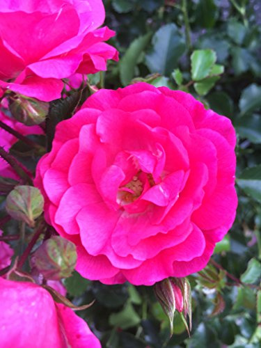 30x Bodendeckerrosen pink Bodendecker winterhart mehrjährig Bodendecker Rosen Rosa Noatraum reich blühende robuste Rose Sommerblüher (30x 1 Liter Topf)