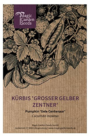 Kürbis 'Grosser Gelber Zentner' (Cucurbita maxima) 5 Samen 'Gele Centenaar'