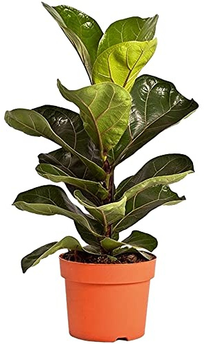 Figuier Lyre d'intérieur Ficus Bambino pour la Maison ou le Bureau (30-40 cm avec le Pot)