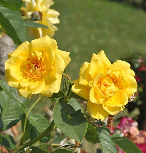 Kletterrose Golden Gate® 30-60cm - lebende Gartenpflanze aus den Baumschulen