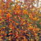 25 Agastache Semi Aurantiaca, Tango, Colibrì Menta, Rustiche di Zona 5