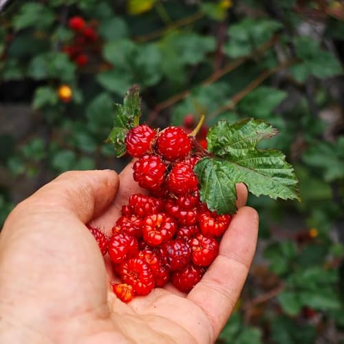 Semi di lampone - resistenti per il giardino Rubus idaeus - semi di le sono resistenti Le perenni sono rari 300pcs