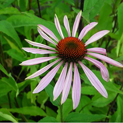 Blumixx Stauden Echinacea purpurea – Sonnenhut, purpurrosa blühend, winterharte Staude, insektenfreundlich, für Beet