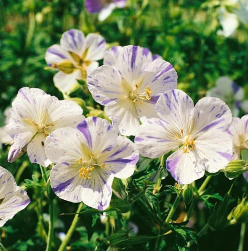 Geranium pratense 'Splish Splash' 9x9 cm Topf – Winterhart, Mehrjährig, Pflegeleicht – Storchschnabel – Staude für Beet & Garten