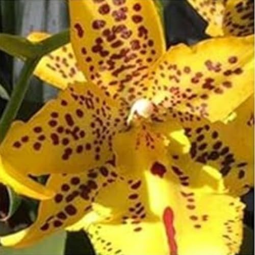 Cymbidium Bulbos,cymbidium orchidee,orquídeas bulbos,bulbos de Phalaenopsis,bulbos de orquidea cymbidium,Plantas Aromáticas de Cymbidium,Orquídeas plant,decoración de jardines.-10bulbos-D