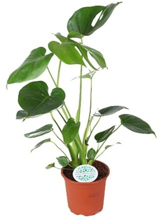 Monstera deliciosa - 35-45cm - Ø14cm - Plante d'intérieur - Vert persistant