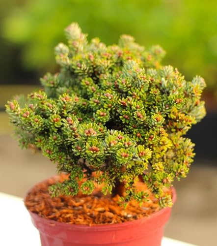 Zwerg Koreatanne Abies koreana Silberperl 15-20 cm immergrün
