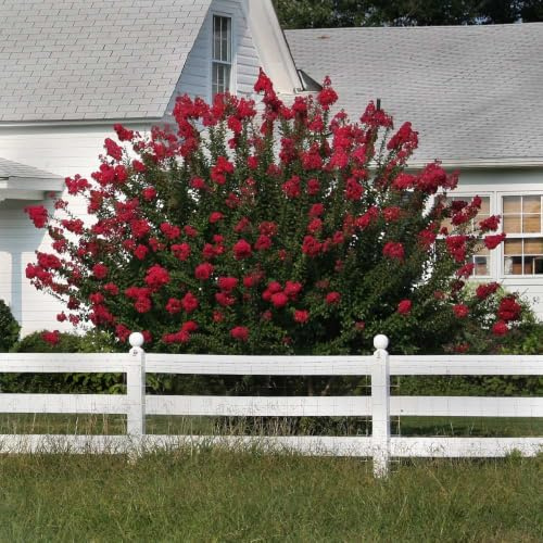 Lagerstroemia indica Dynamite Rossa a Cespuglio in Vaso ø33 cm, Altezza 100/120 cm, Lillà delle Indie Vivaio di Castelletto