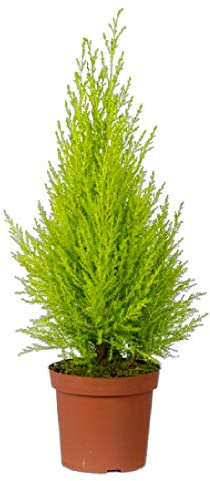 DECOALIVE Ciprés Limón Árbol Natural de Color Amarillo