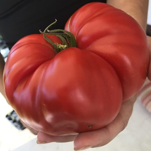Tomatensamen Brut – riesige aromatische Fleischtomate aus Moldawien10 Samen | Samenfest, riesige rote Fruechte bis 1 kg, aromatisch und fruchtig. Frische Ernte, hohe Keimquote. Robuste Sorte.