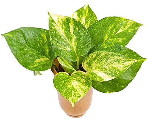 Epipremnum pinnatum Aureum | Plante tropicale d'intérieur suspendue aux couleurs vives et variées