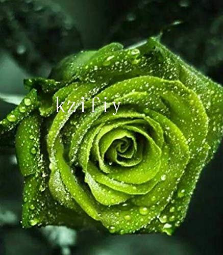 150pcs0 pieces rose flower seeds for beautiful garden dark green;seeds only