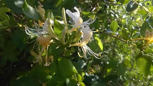 Direct Plants Lonicera Halliana Evergreen Honeysuckle Extra Large Climbing Plant 6ft Supplied in a 7.5 Litre Pot
