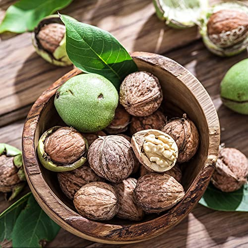 walnussbaum walnusskerne - wildkräuter nuts bonsai topf kräuterpflanzen winterharte kübelpflanzen grünpflanzen zimmerpflanzen kletterpflanze nüsse kräutersamen pflanztöpfe balkon deko 2samen