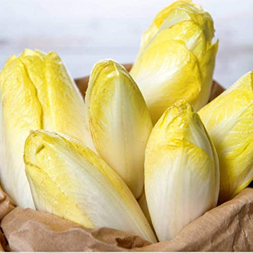 Bolly Bulbs® - Chicory 'Brussels Witloof' (500 Seeds)