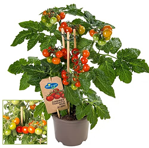 Exotenherz - Kirschtomate - Cherrytomate - Pflanze mit vielen Früchten - für Balkon und Garten - 14cm Topf - Gemüse-To-Go