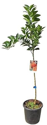 Naranjo Dulce Árbol de Exterior Que Produce Frutas Planta Naranjas