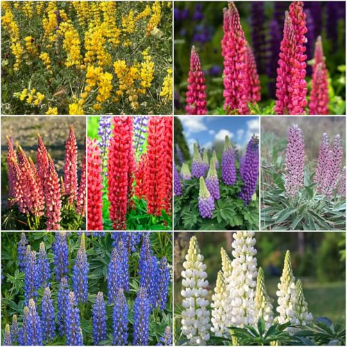 lupinensamen - zimmerpflanzen lupinen stauden schnittblumen balkonblumen topfpflanzen exotische sommerblumen garden blumenwiese mehrjährig 400samen