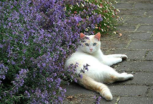 Catmint - Catnip - Nepeta Cataria (400 Semi) un'erba perenne!