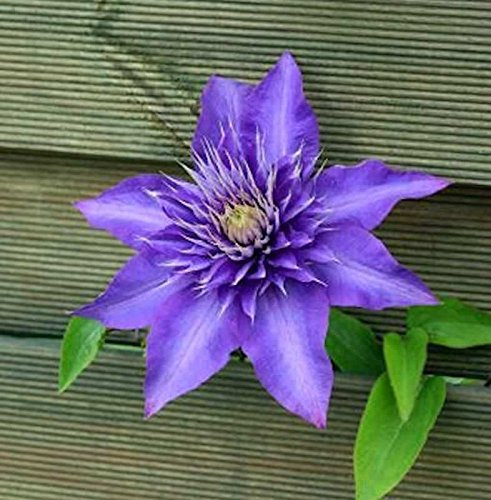 Waldrebe Multi Blue 100-125cm - Clematis