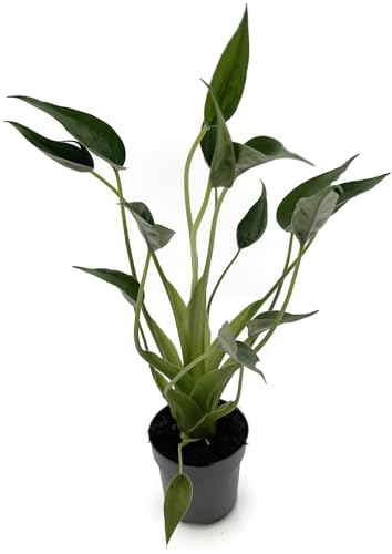Fangblatt - Alocasia 'Tiny Dancer' - elegante Zimmerpflanze im Ø 10 cm Topf - luftreinigende und pflegeleichte Grünpflanze