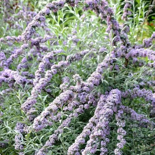 Semi di arbusto farfalle, Buddleja davidii, arbusti ti resistenti da esterno semi farfalle serre da balcone estivi regali per gli amanti del giardino 300pcs