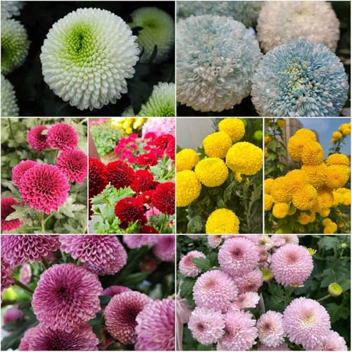Semillas de Pompon Mamma - decorativas semillas de crisantemos prados balcón resistentes jardin jardin Decoración 60pcs