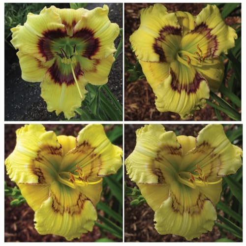 Taglilien, Mehrjährig, (/Stauden/Staude/) Botanik Kollektion, Pflegeleicht, BlüHend, Hemerocallis, Winterhart, Beste Sorte, 3Zwiebeln-C