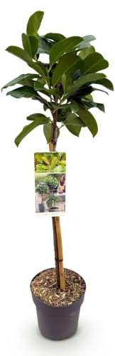 Prunus Laurocerasus Etna en Copa, Planta de Terraza, Verde, Altura 90 cm