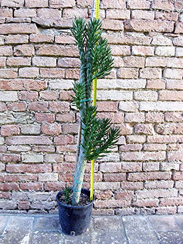 Austrocylindropuntia subulata ramificado 110 cm, cactus, planta suculenta